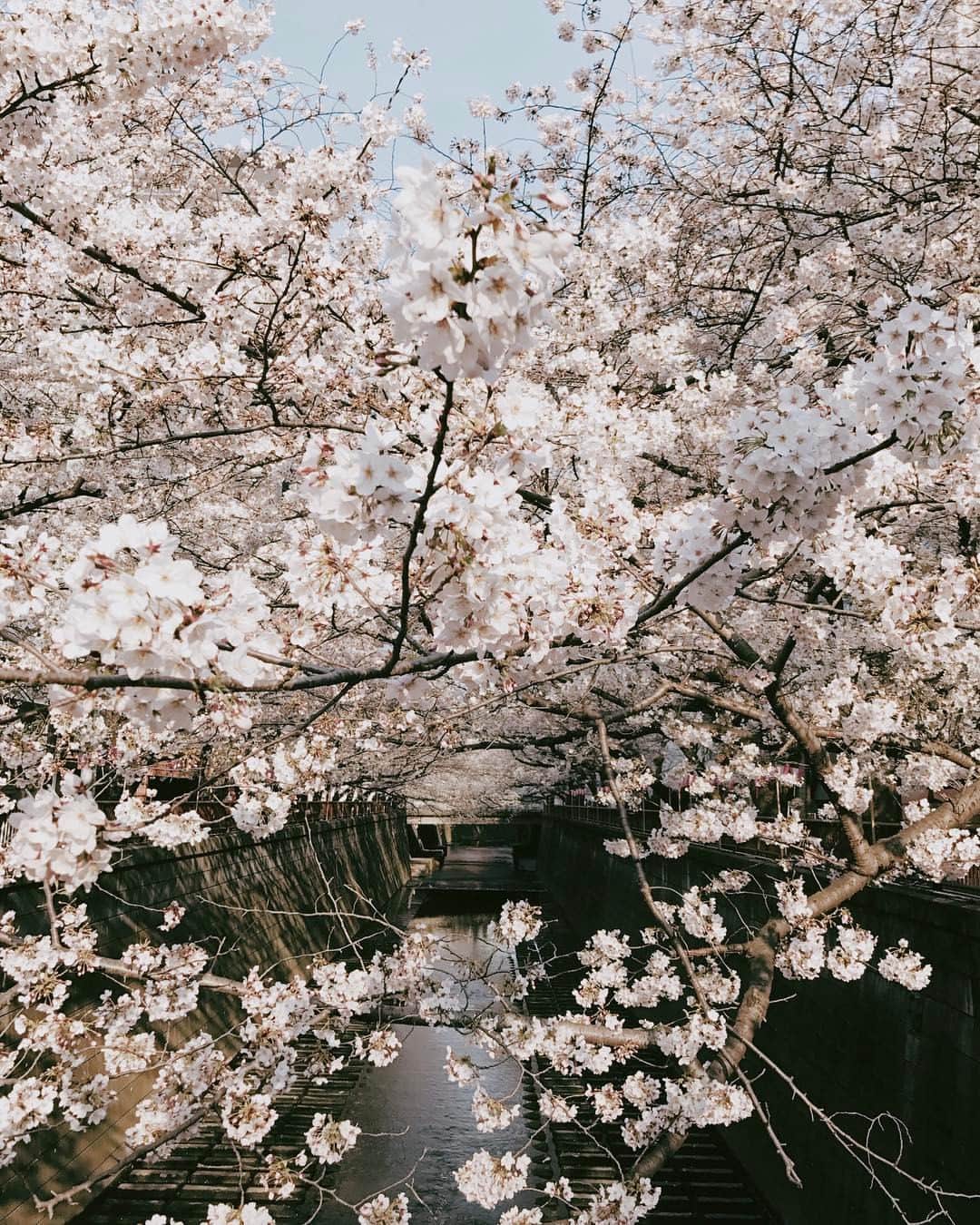 のインスタグラム：「Spring has sprung」