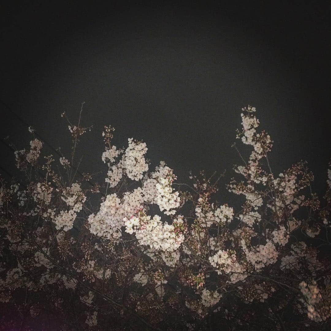 三吉彩花さんのインスタグラム写真 - (三吉彩花Instagram)「美しいものを 美しいと思える感覚 忘れないようにしたい」4月5日 21時53分 - miyoshi.aa