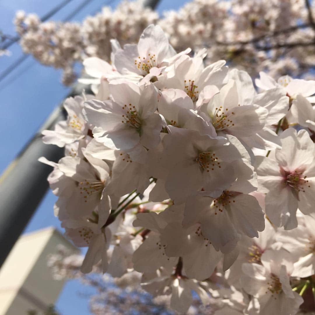 ヤス・ウラノのインスタグラム：「今年も桜が綺麗ですね。」