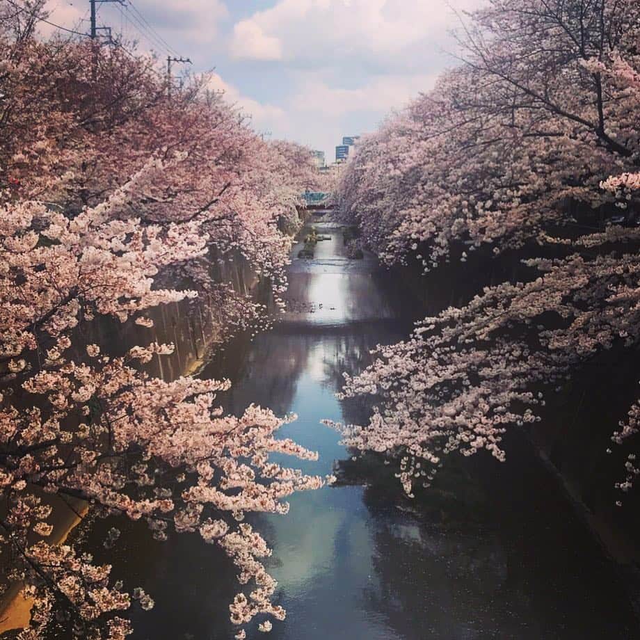 戦國旅籠 / Sengoku hatagoのインスタグラム：「久々の投稿です！オープン初日からたくさんのお客様に来ていただいており、バタバタしてました。。 今日は近くの石神井川を見に来ました！桜満開です！」