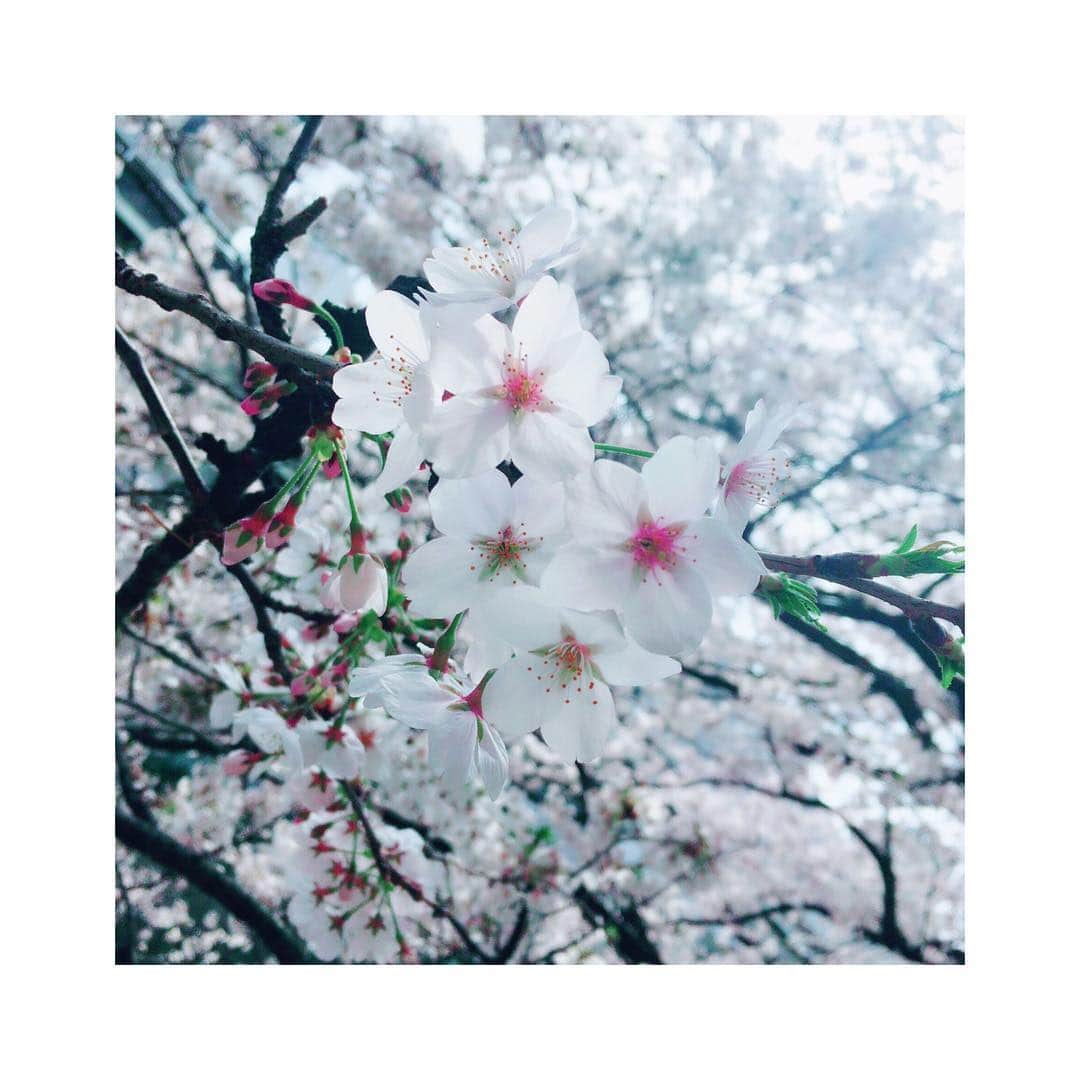 小倉唯さんのインスタグラム写真 - (小倉唯Instagram)「#🌸 ☺️」4月6日 15時53分 - yui_ogura_official