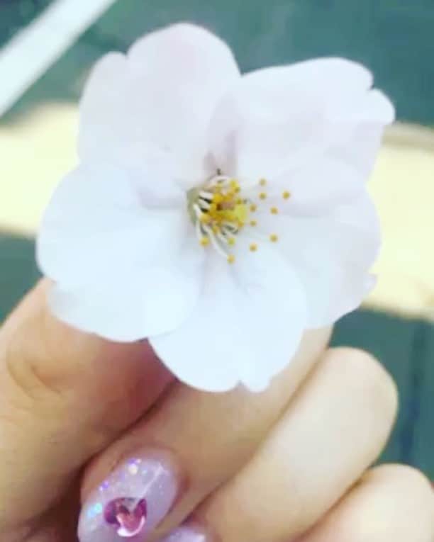 戦國旅籠 / Sengoku hatagoのインスタグラム：「桜の花が落ちてました！🌸」