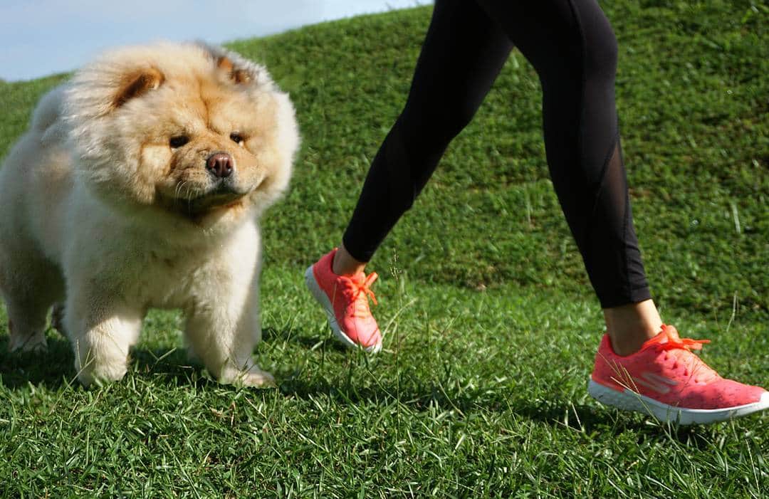 tobypuffのインスタグラム：「Got to have my skechers when running with Toby! Thanks @skecherssg now I'll be able to bounce with puff #skecherssg #skechersgorun#skechers#bobsfordogs#sp」