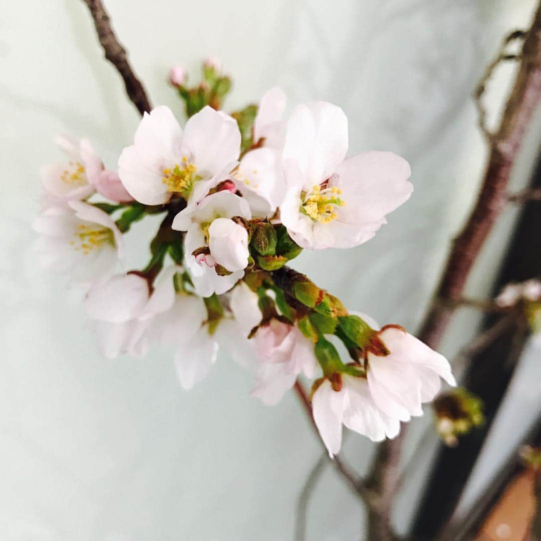 池田建設さんのインスタグラム写真 - (池田建設Instagram)「大工の棟梁より桜が届きました。 昨日まではつぼみだったのに少しずつ花が咲き始めてます。 すてきな贈り物ありがとうございます。 #池田建設  #諫早 #大村  #桜 #cherryblossom  #staff増えました  #新年度スタート‼️」4月7日 18時12分 - ikeda_kensetsu