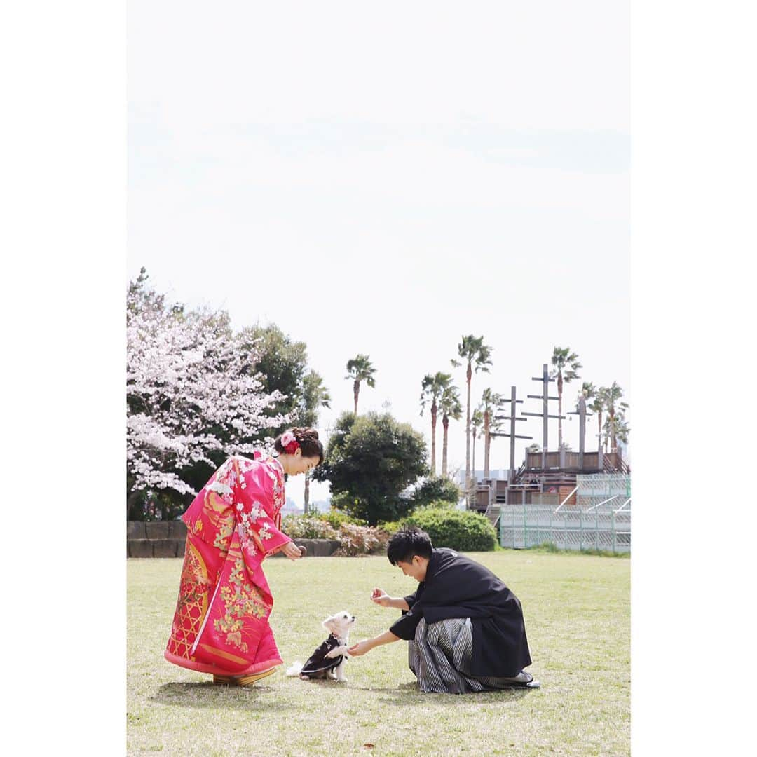 FAST WEDDING VITAのインスタグラム：「本日和装ロケーション撮影に行ってきました🌸 お台場の潮風公園で撮影📷風が凄かったですが、桜が満開の中、あまりお花見の方もおらず、ほぼ貸し切り状態での撮影✨✨✨可愛い愛犬もご参加😍🌸 #fastweddingvita #ファストウェディングヴィータ #和装#和装ヘア#和装前撮り#前撮り#前撮りレポ#着物#和婚#海外ウェディング#レストランウェディング #ウェディングフォト #フォトウェディング #結婚写真#結婚式前撮り#カメラマン #ウェディングレポ #プレ花嫁#卒花嫁#プレ花嫁卒業 #花嫁#花嫁ヘア #結婚準備#結婚式準備#結婚式DIY #日本中のプレ花嫁さんと繋がりたい #全国のプレ花嫁さんと繋がりたい #東京#潮風公園#天王洲アイル」