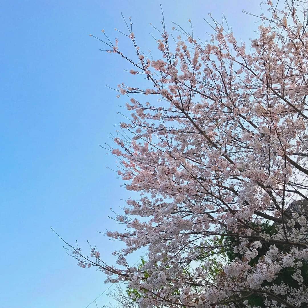 今田美桜さんのインスタグラム写真 - (今田美桜Instagram)「*** お花見して舞台みて 映画見てヨガして おうちでごろごろして っていうここ2、3日🌸 今年の桜はもうそろそろかな〜」4月7日 20時28分 - imada_mio