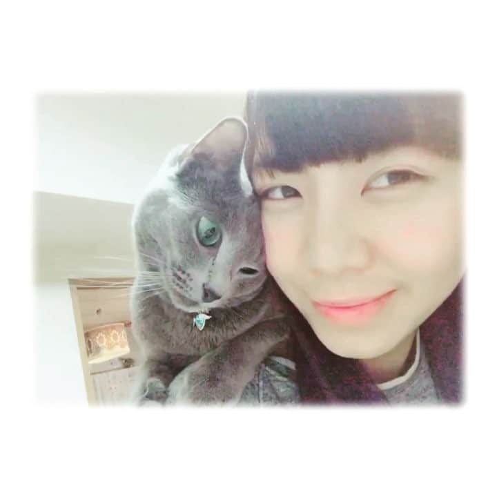 のインスタグラム：「甘えん坊のアロ💓 #cat #boy #grooming #nuzzle #russianblue #cute #spoiled #love #gray #awesome #yolo #meow #ilovemycat #cats #kitty #catoftheday」
