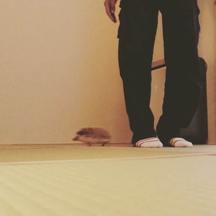 sr_ummのインスタグラム：「仲良しだった夫とビフ。  今日はポカポカ陽気だったので、息子とお散歩へ。 桜並木を歩きながらビフのことを思い出しました。 また天気の良い日にお墓参りに行こう。 #ハリネズミ#hedgehog#ビフ」