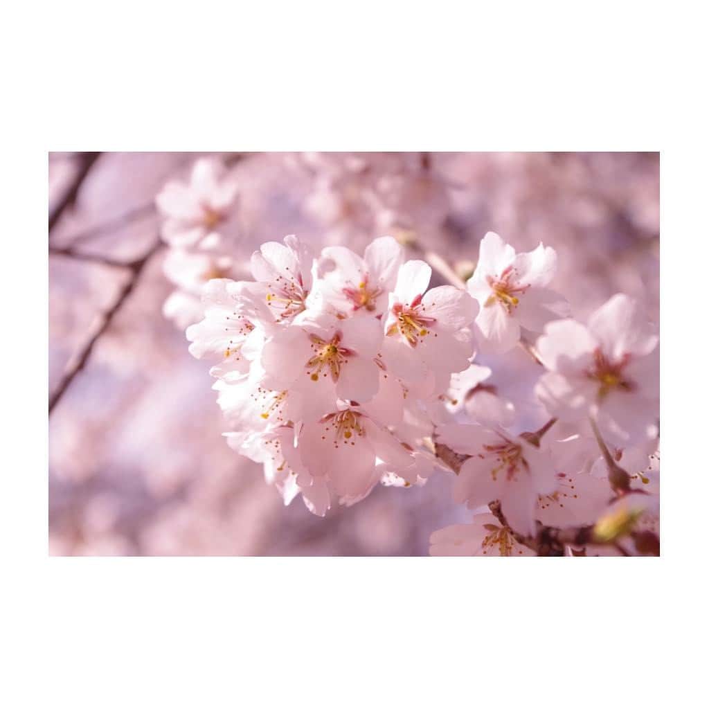 小池舞のインスタグラム：「#カメラ #camera #カメラ女子 #カメラ初心者 #東京カメラ部 #ファインダー越しの私の世界 #pentax #pentaxk50 #桜 #さくら #cherryblossom #秩父 #埼玉 #ピンク #pink #かわいい #cute #綺麗 #beautiful #フラワー #花 #春 #spring #日本 #Japan #old #散歩 #happy #walk #instagram」