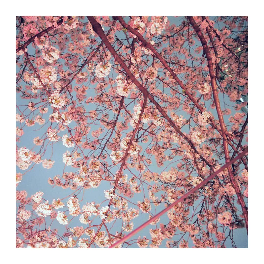 野田美桜のインスタグラム：「人生初のお花見。 可愛く撮れました、桜🌸 #お花見 #桜 #目黒川 #Japan #🇯🇵」