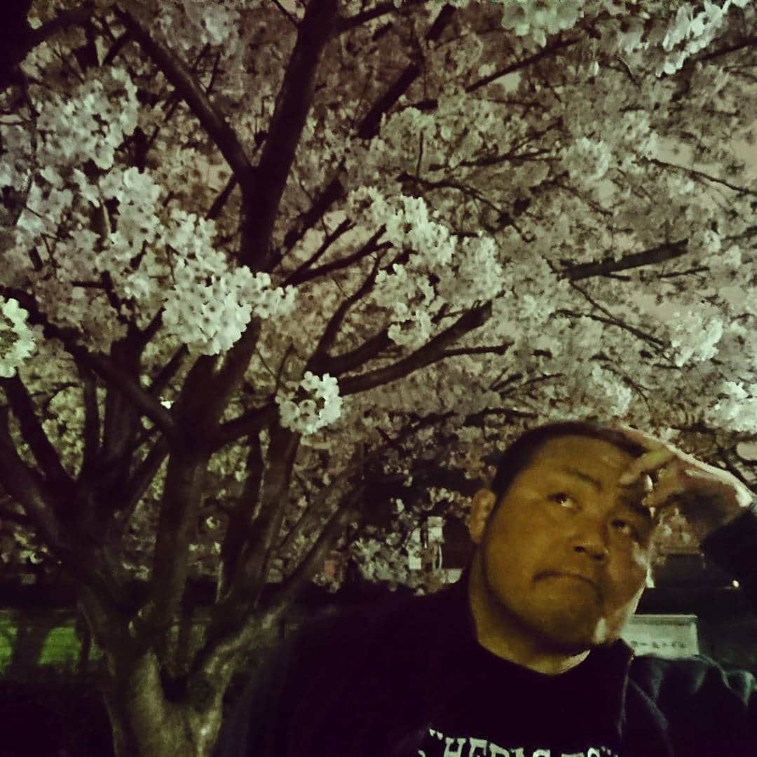 中西学さんのインスタグラム写真 - (中西学Instagram)「桜餅がないドン。。 #お花見 #桜」4月8日 22時28分 - nakanishi_manabu