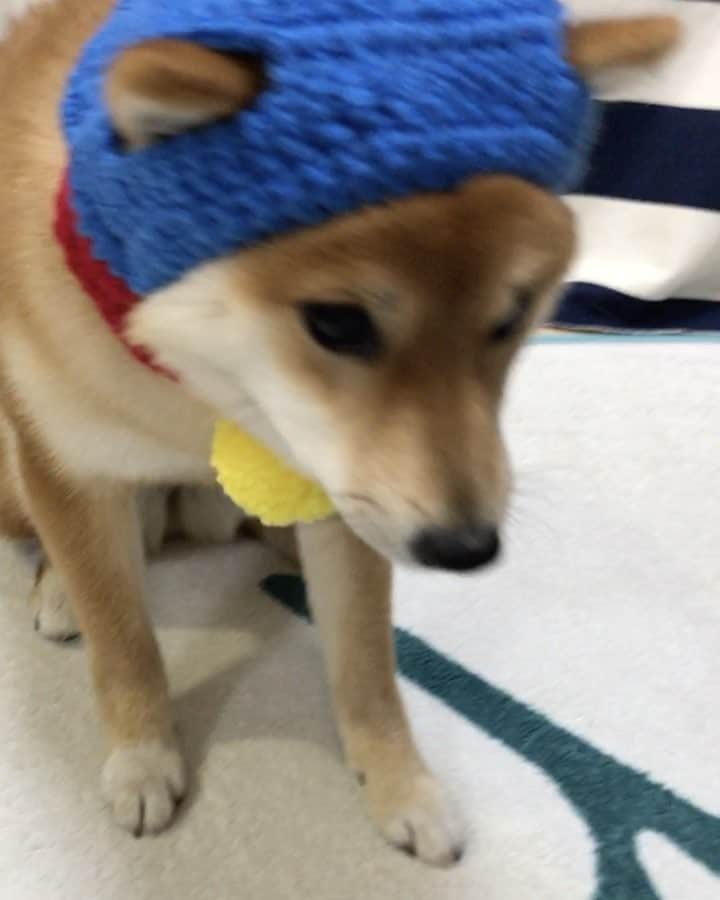 豆柴 サニーちゃんのインスタグラム