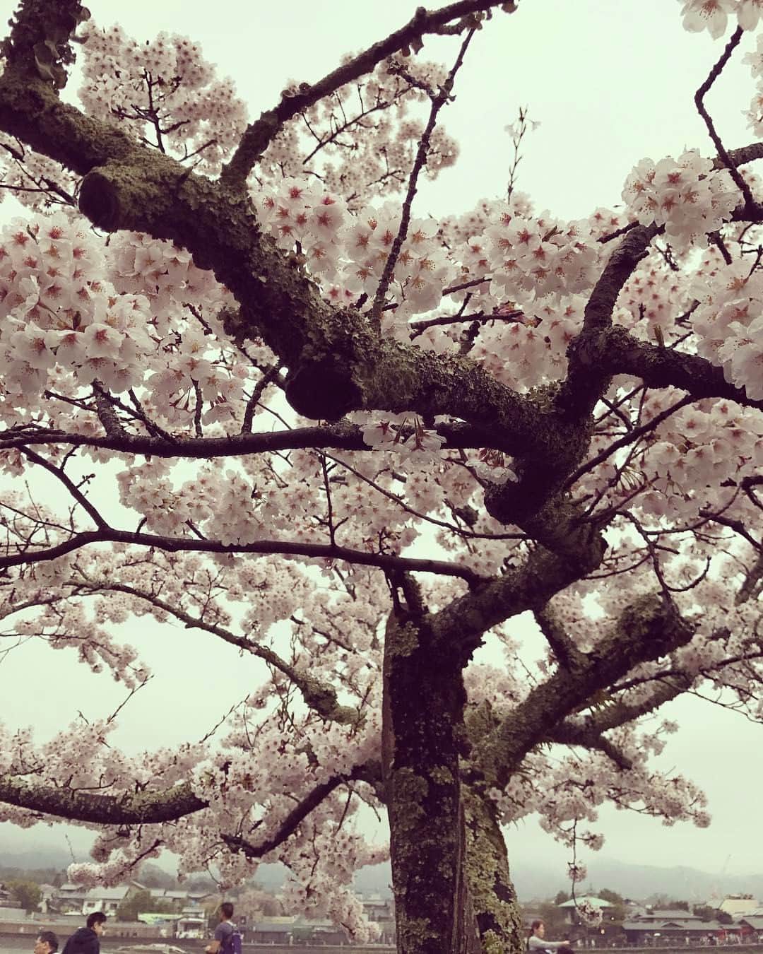 小泉里子さんのインスタグラム写真 - (小泉里子Instagram)「#kyoto #arashiyama #cherryblossom #japan #spring #beautiful #flower」4月9日 17時58分 - satokokoizum1