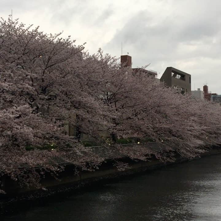 のインスタグラム：「The beginning of falling cherry blossoms 🌸🌸 Thanks so much for a tremendous Spring 👍 #sakura #cherryblossom #tokyo」