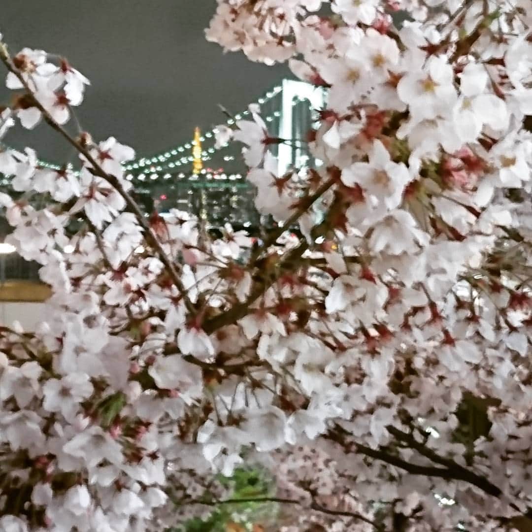 戸邉直人のインスタグラム：「夜桜🌸」