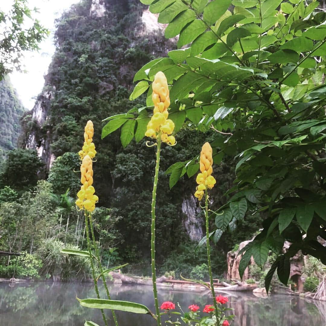 桜井玲香のインスタグラム：「やはりバンジャランホットスプリングスの温泉の周りに咲く不思議な形の花(^^) 見ているだけで、なんか癒されます」