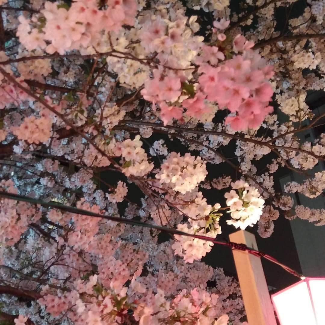里美ゆりあのインスタグラム：「お花見できて嬉しい😃🌸 #花見#桜 #綺麗#嬉しい」