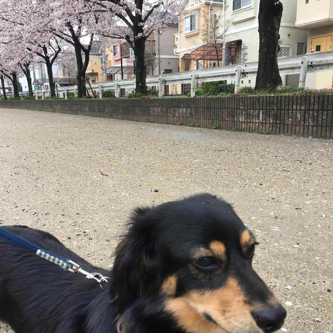 まさのインスタグラム：「ありきたりですが、ソラと桜🌸 #ミニチュアダックスフンド  #ブラックタン  #犬  #dog」