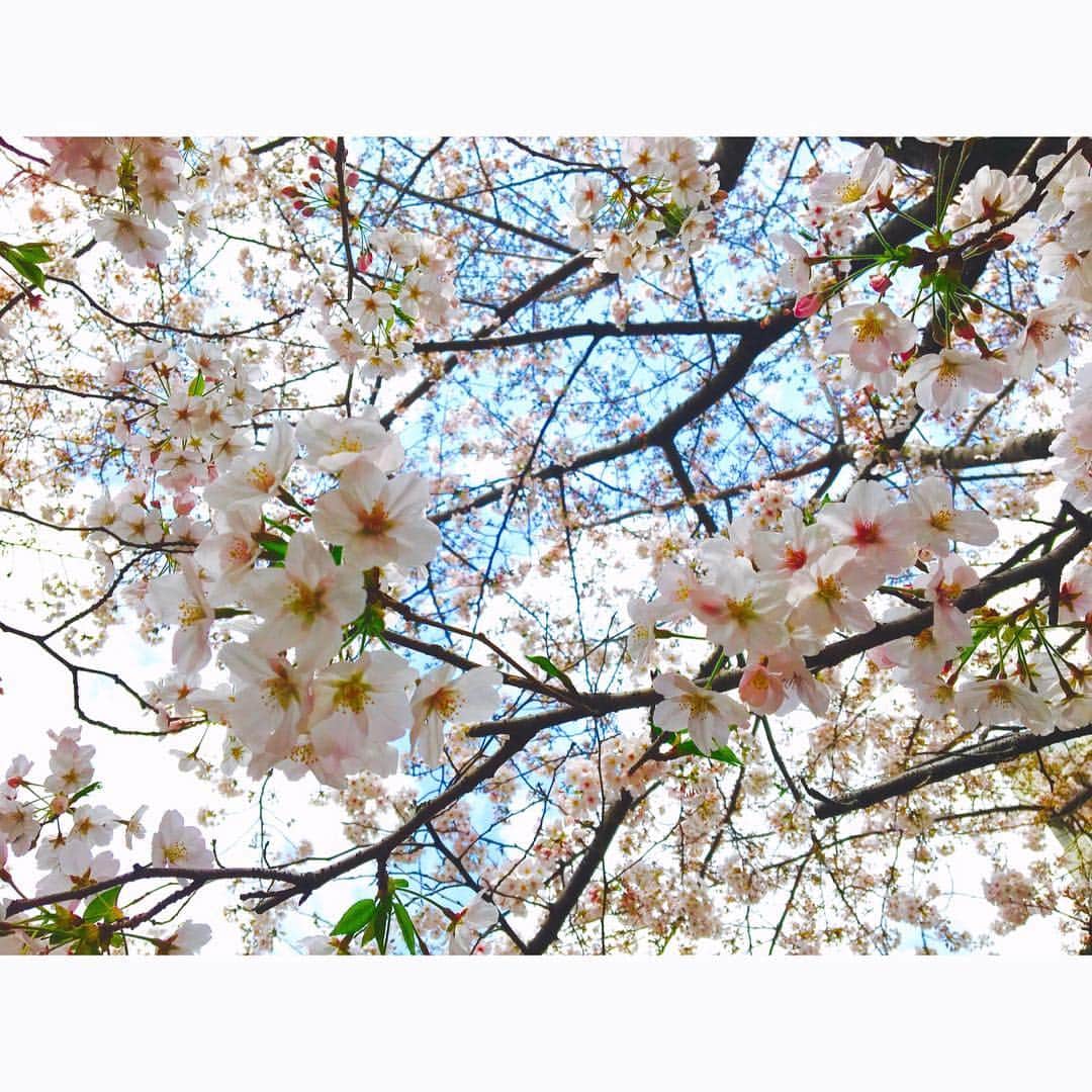 上田眞央さんのインスタグラム写真 - (上田眞央Instagram)「もうそろそろ終わっちゃうねー😢 お花見した？🌸 #桜  #sakura  #お花見  #花粉症 の私には絶対無理（笑)  #1回 ぐらいやってみたいけど😭」4月10日 18時41分 - maoueda_official