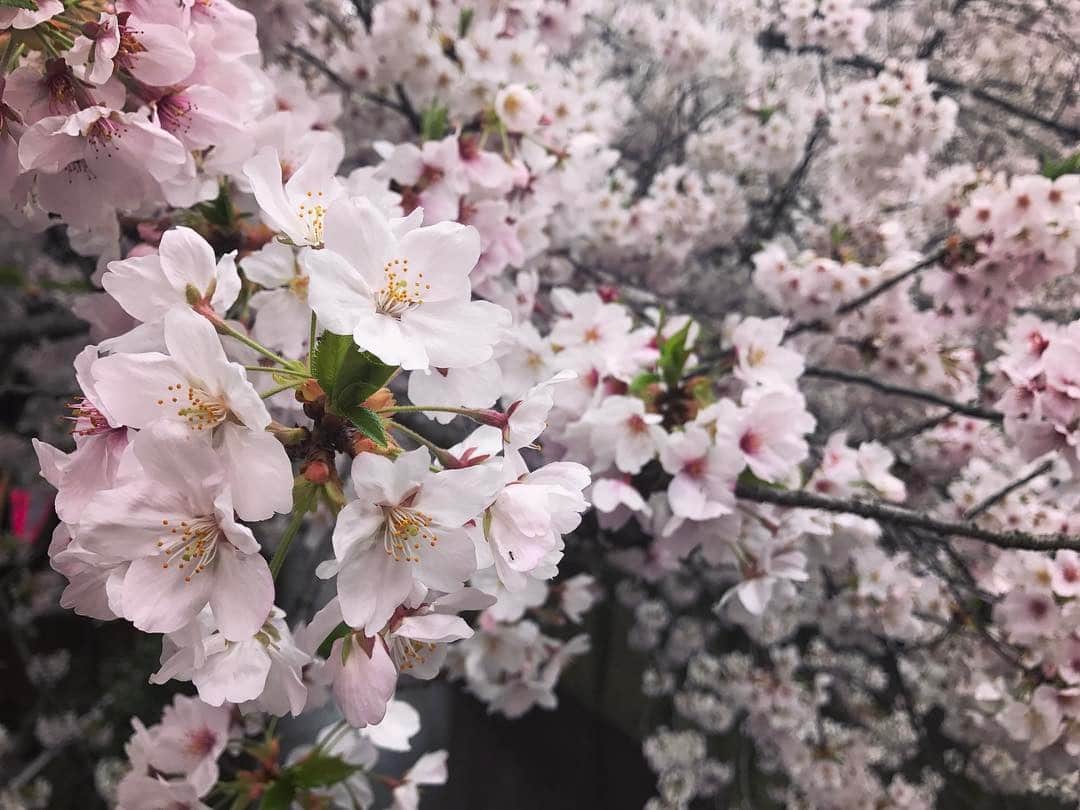 天野真矢のインスタグラム：「. 桜見たら今年始まったなって気持ちになる🌸. 2017年絶対素敵な年にするんだ🙆🏼」