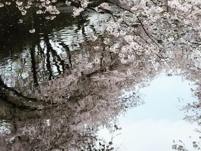 野田澤彩乃のインスタグラム：「水面に映る桜かな。  #桜」