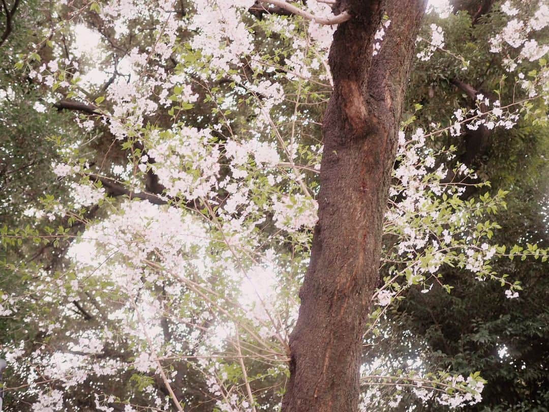 田中亜希子さんのインスタグラム写真 - (田中亜希子Instagram)「ふたりお花見。(昨日)  次男が撮る風景は広さを感じますね。 きっと、ちいさい彼には近所の桜も広い世界のひとつなんだな〜  いつも幸せをありがとう！  #お花見#次男#4歳#family」4月11日 10時52分 - akiico