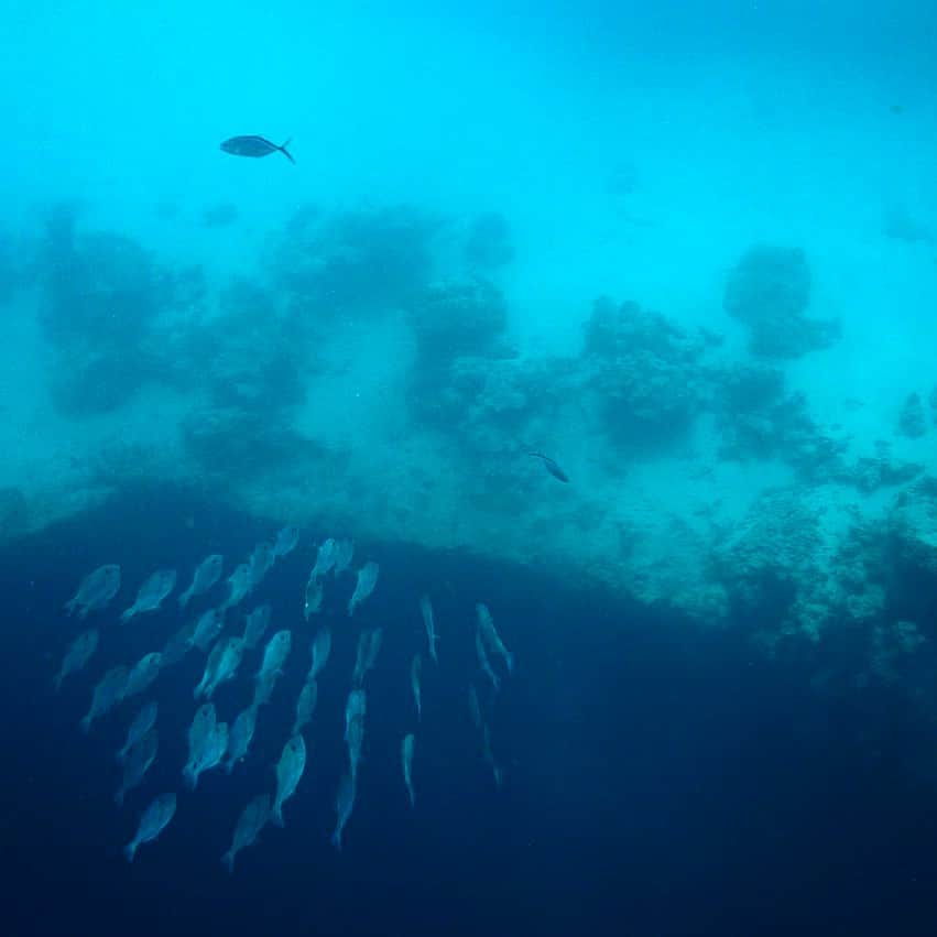 福田朋夏さんのインスタグラム写真 - (福田朋夏Instagram)「今日はブルーホールの魚たちが賑やかだった🐟🐟🐟🐠🐠 #deansbluehole #freediving #blue #ocean #bahamas #sea #diving #fish」4月11日 11時19分 - tomoka_fukuda