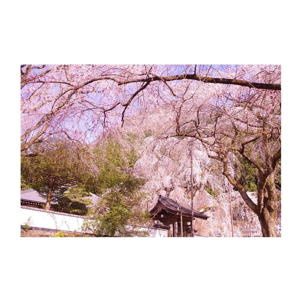 小池舞のインスタグラム：「日本のこころ🌸  #カメラ #camera #カメラ女子 #カメラ初心者 #東京カメラ部 #ファインダー越しの私の世界 #pentax #pentaxk50 #桜 #cherryblossom #ピンク #pink #日本 #japan #しだれ桜 #枝垂れ桜 #綺麗 #beautiful #かわいい #cute #日本家屋 #花 #flower #spring #秩父 #旅行 #trip #散歩 #春 #spring」