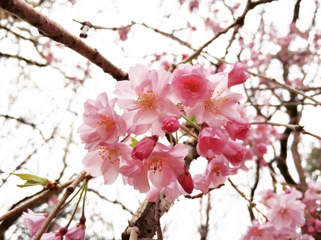 小島梨里杏さんのインスタグラム写真 - (小島梨里杏Instagram)「姉から送られてきた桜。🌸」4月12日 2時29分 - r_riria