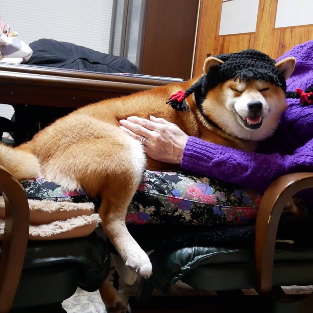 shibainu berryのインスタグラム