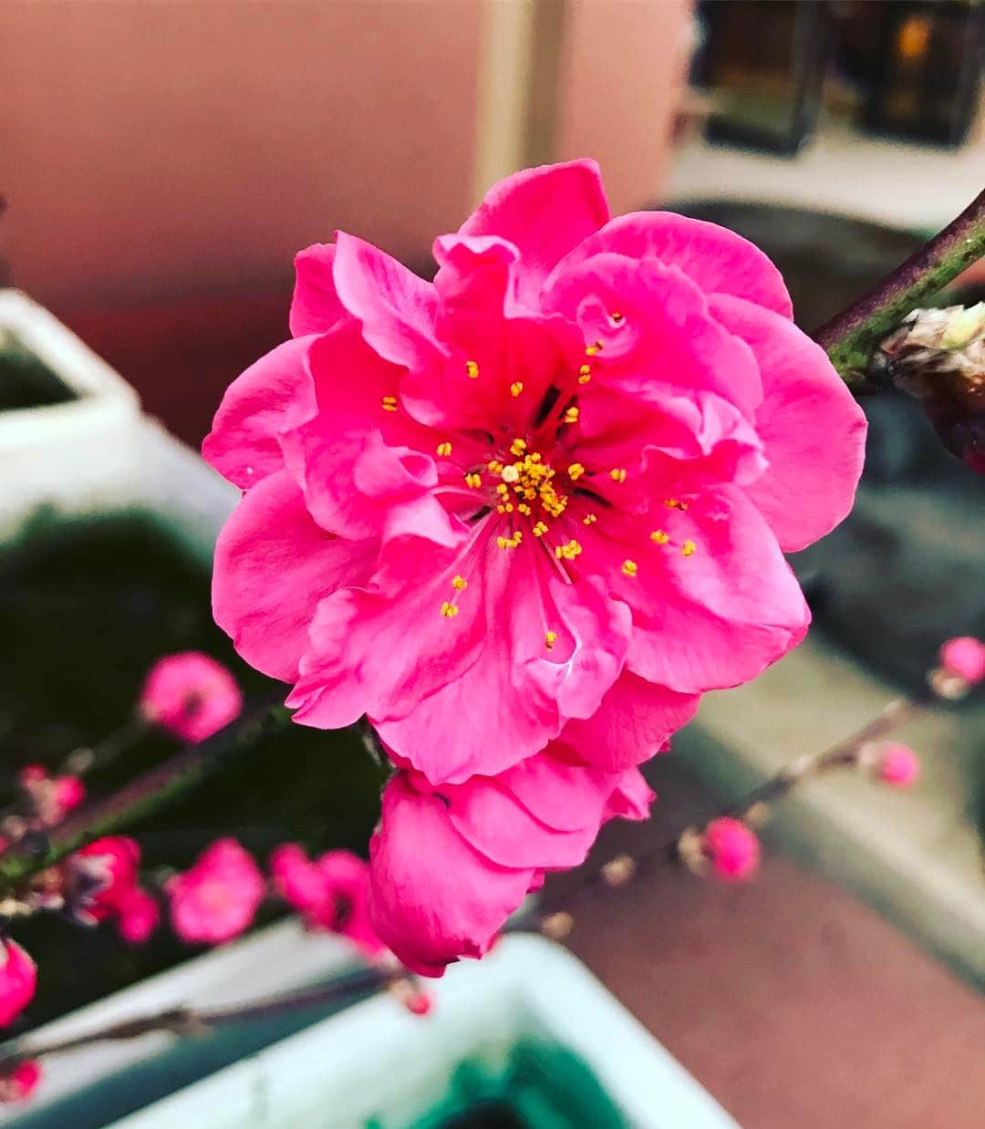 The Shun Jpのインスタグラム：「Happy Wednesday☺️✨with beautiful flower🌸🌸🌸 * #spring #springflowers #happyflower #beautifulflowers #haveaniceday #shiokjapan」