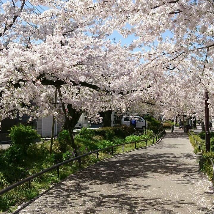 スウィージー美紀のインスタグラム：「#桜 #桜吹雪  沢山浴びてきました🌸🙌🌸 すずめが川に入って体を洗っていて可愛かった🐦」