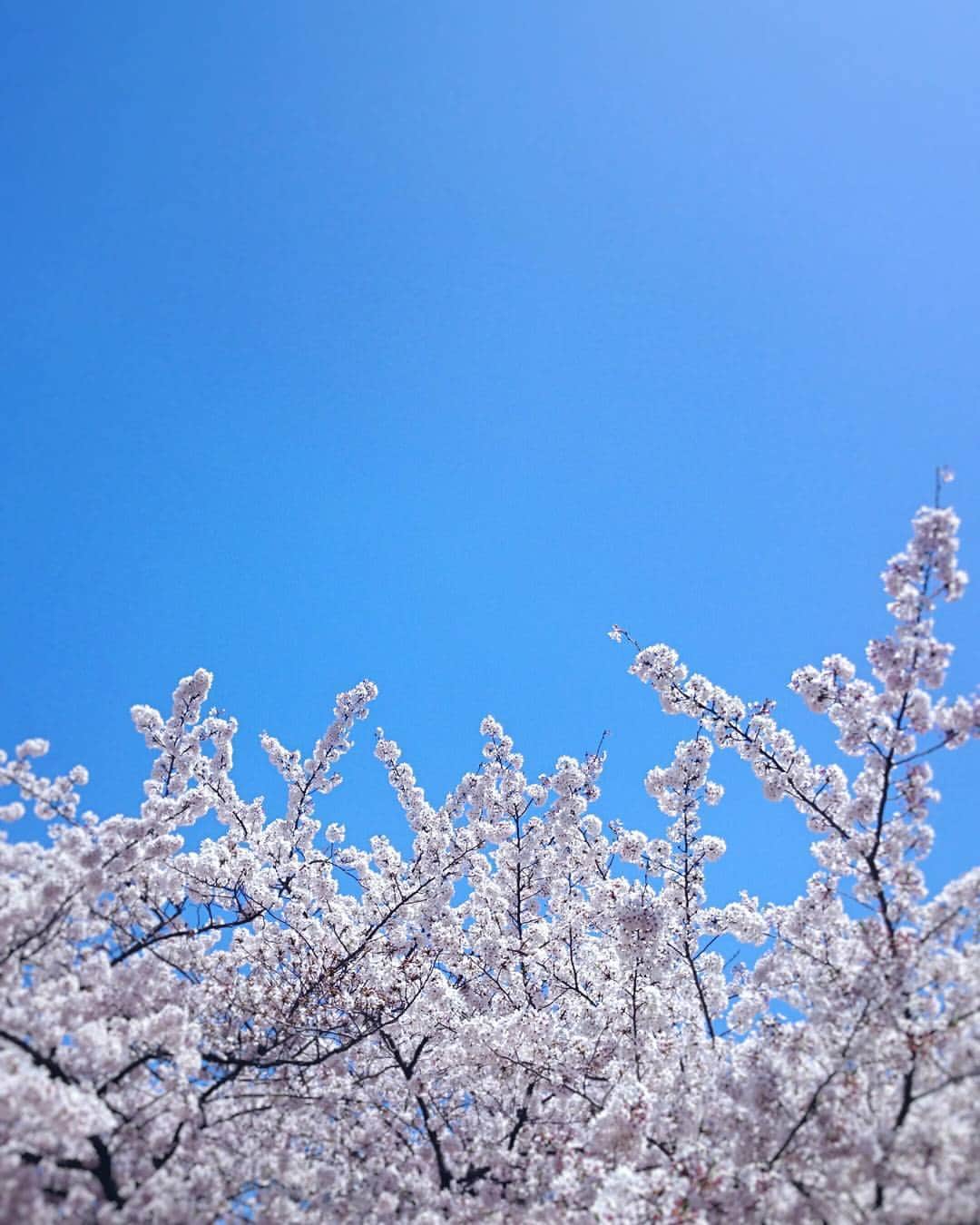 望月衛介さんのインスタグラム写真 - (望月衛介Instagram)「Cherryblossom with blue sky! #cherryblossom #さくら #桜」4月12日 15時52分 - eisukemochizuki