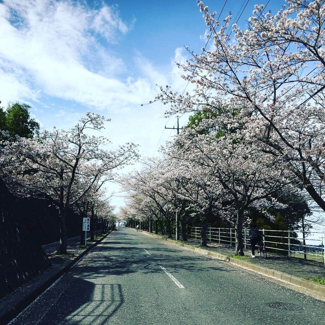 松下祐樹のインスタグラム：「#今日の練習は順大で #8ヶ月ぶりの母校 #桜 #だいぶ散っちゃった」