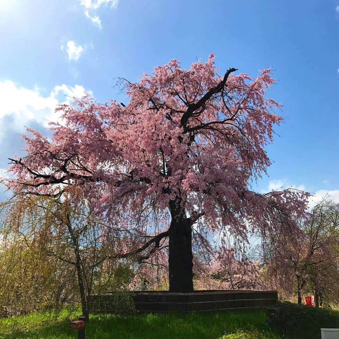 橋本奈実さんのインスタグラム写真 - (橋本奈実Instagram)「京都の友人にあいに…♡ 期間限定の祇園店！すごい世界観が良かった♡ こっちは桜が見頃でした♡ 今年も円山公園のしだれ桜が素晴らしい〜🌸 *」4月12日 19時57分 - nami_ch