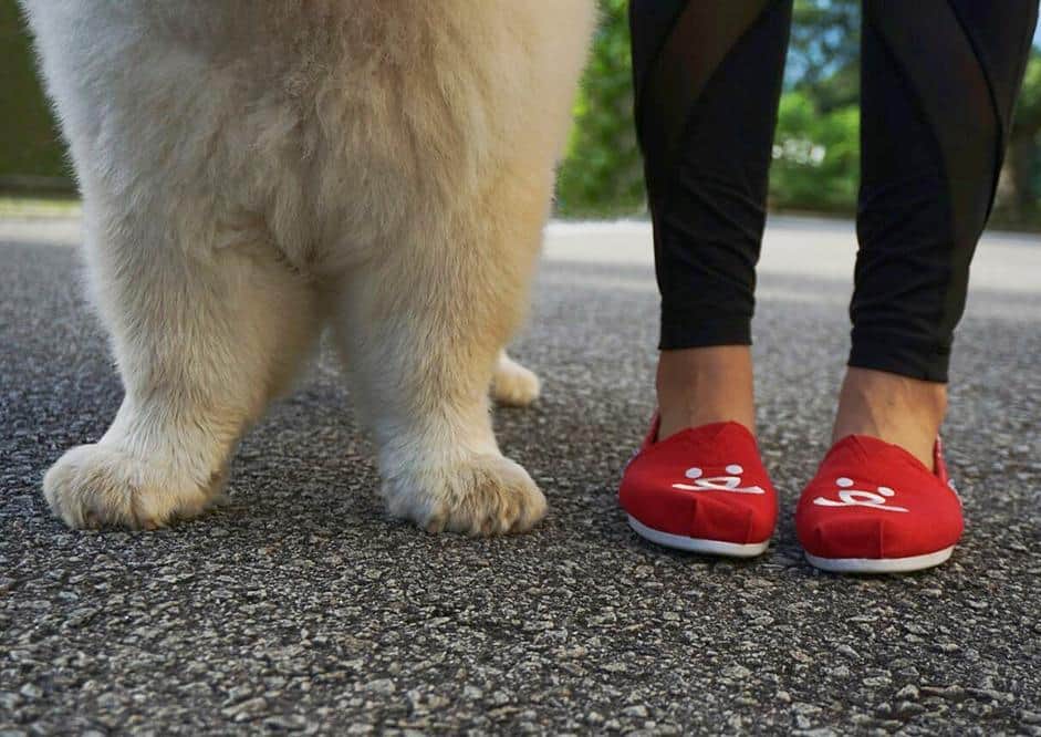 tobypuffのインスタグラム：「When you purchase a pair of bobs, skechers will make a donation to support best friends' many life saving programmes.  #skecherssg @skecherssg #bobsfordogs #sp」