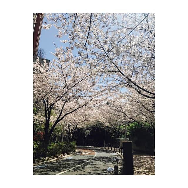 林美沙希さんのインスタグラム写真 - (林美沙希Instagram)「会社の近くに、まだ桜が満開の場所がありました！ Jチャンネルでは、今年の新入社員の皆さんが研修を受けていて何だか懐かしくなりました♪ #テレ朝#六本木#桜#並木道#ぽかぽか」4月13日 13時37分 - misaki0hayashi