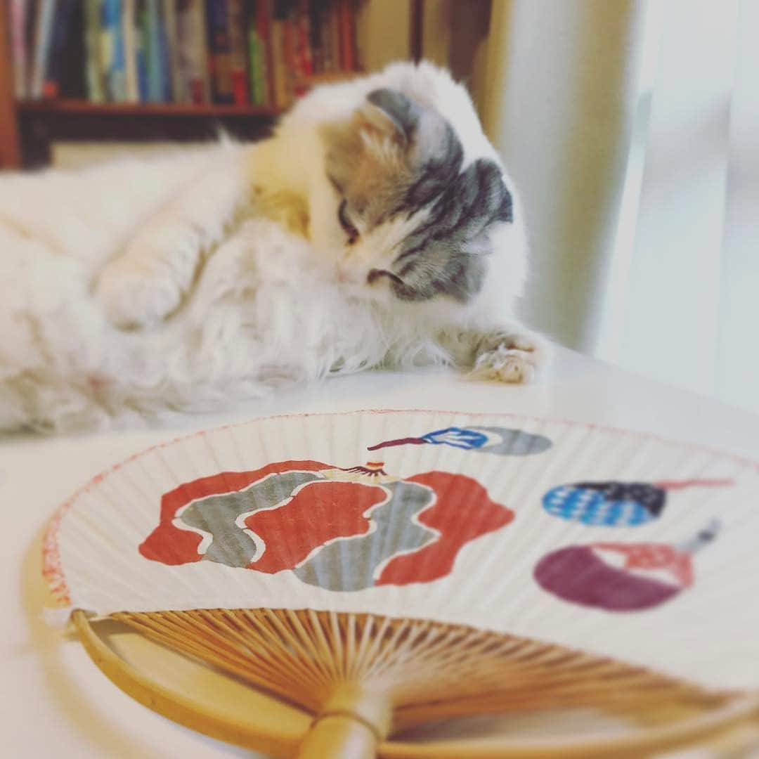 今日マチ子のインスタグラム：「誰かあおいでくれないかしらね」
