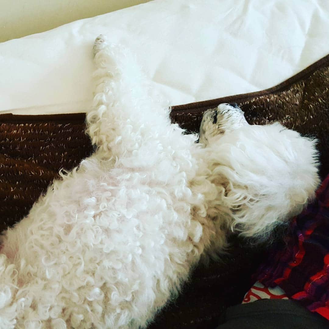 宮内知美さんのインスタグラム写真 - (宮内知美Instagram)「犬ってこんな寝方しないよね？(笑)  いつも主役だったココタンも ウータンのキャラに 完全に主役取られてる(笑)  アホなこほど可愛いっていうけど 本当だ🙆 …とは、なかなかいかず(笑)  #トイプードル　#コーギー　#プーギー 　#コギプー　#ミックス犬　#ウータン　#ココタン　#シニア犬 　#モデル犬　#愛犬」5月12日 10時10分 - tomomi_miyauchi