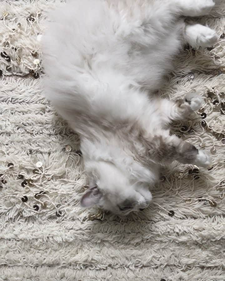 Atlas & Olieのインスタグラム：「Me works on blending into the rug. Next step, sneak attack Olie because he won't be able to see meeeee」