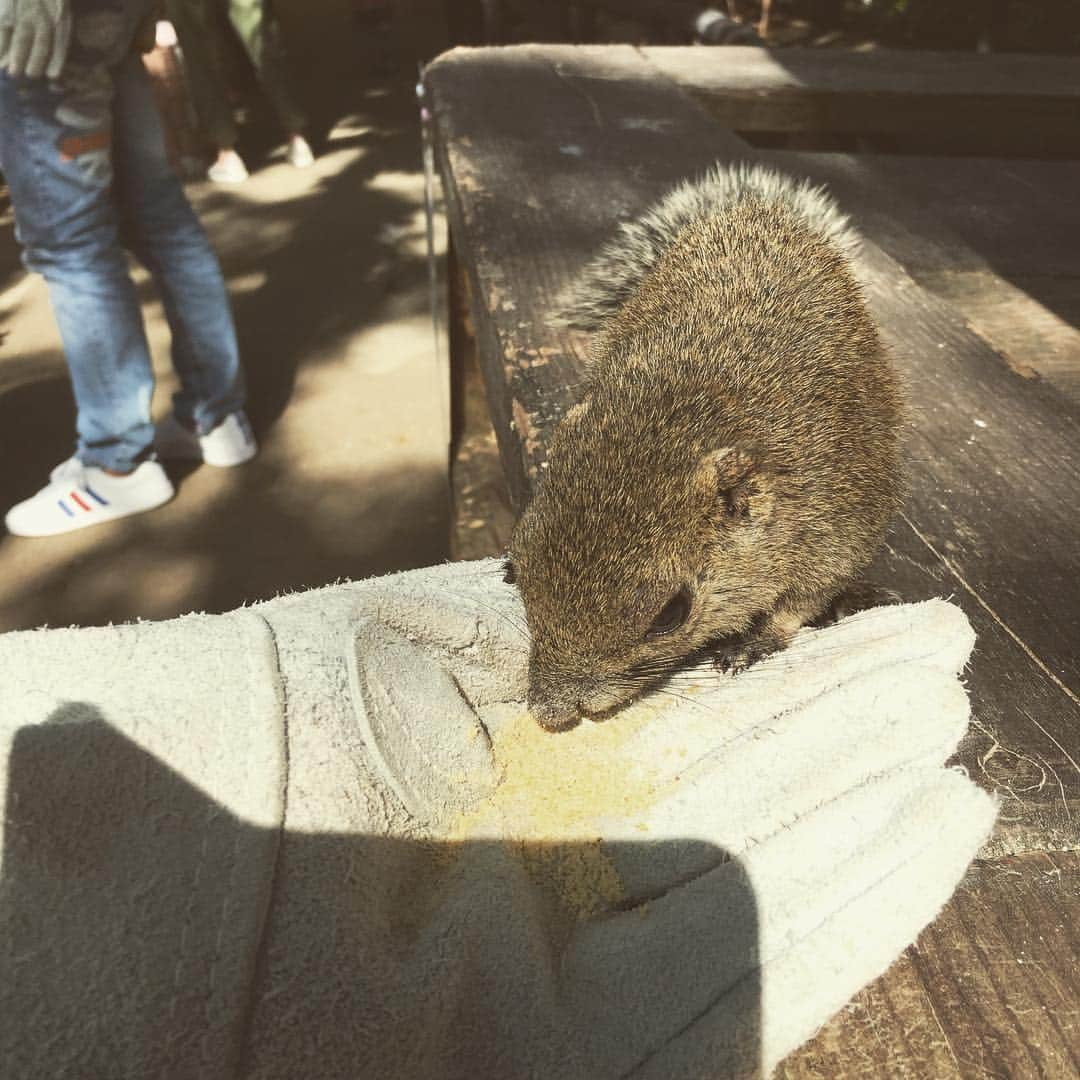 万波奈穂さんのインスタグラム写真 - (万波奈穂Instagram)「仕事で岐阜に来てますが、リス村行きたいと騒いだら優しい方が連れて来てくれました☺️#岐阜城#本因坊戦第1局#早くもビールが飲みたい気分」5月8日 15時54分 - mannami_nao