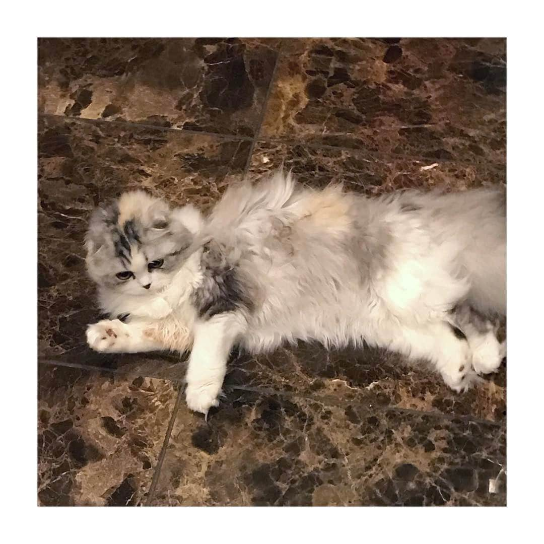 けむしちゃんさんのインスタグラム写真 - (けむしちゃんInstagram)「#🐱#catstagram #scottishfold」5月9日 9時18分 - kemushichan22