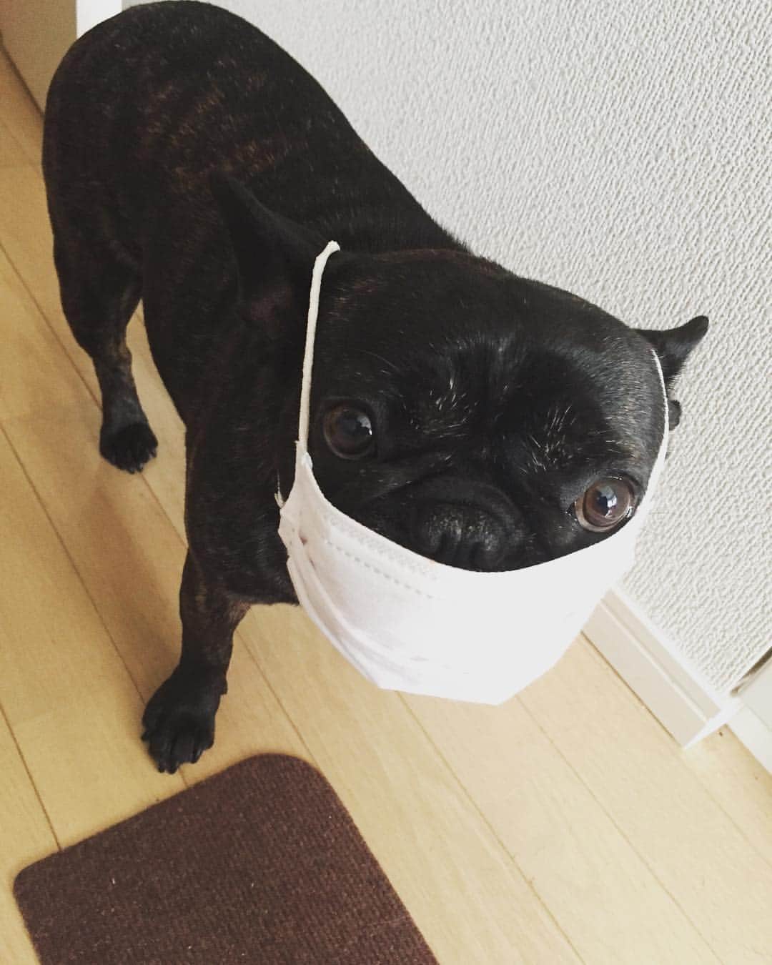 竹村真琴のインスタグラム：「風邪気味ルビさん。 #マスク #コーワ #いたずら #して #ごめんね #frenchbulldog」