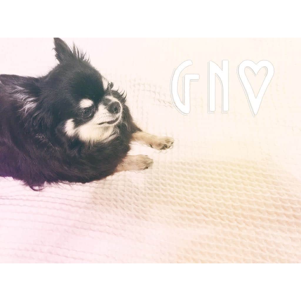 戸田れいさんのインスタグラム写真 - (戸田れいInstagram)「#gn#💋#🐶#🌛#Chihuahua#blacktan」5月9日 22時20分 - rei_toda