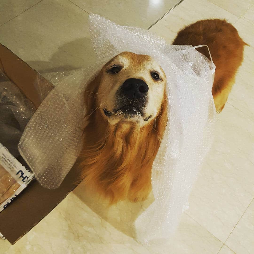 cosmothedogのインスタグラム：「Helping my mummy to unpack her parcel  #bubblewrap」