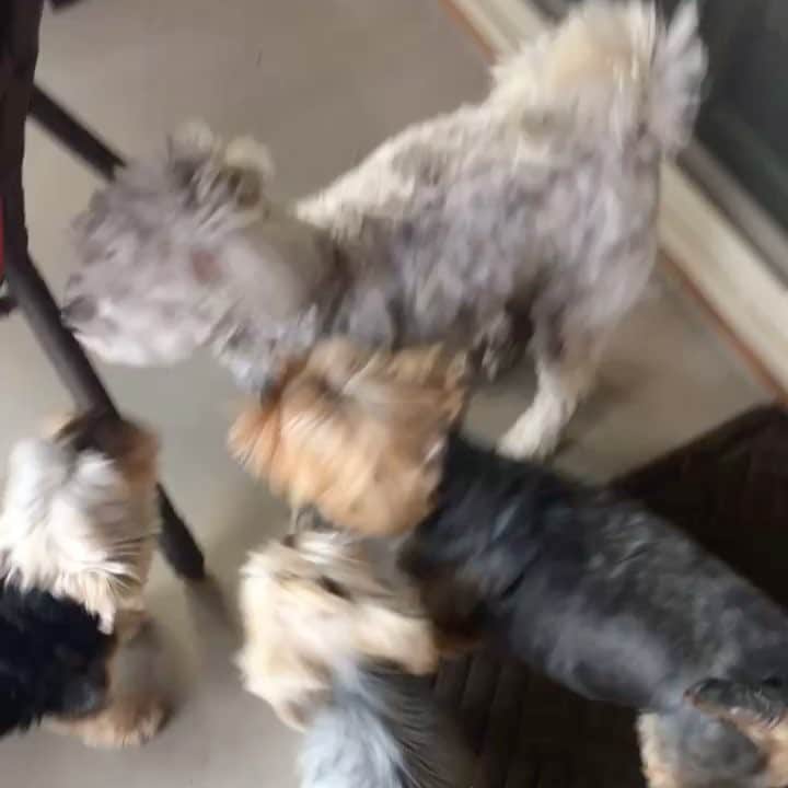 のインスタグラム：「Look at these sweet sweet babies welcoming Kai Bear @gabe4792 after not seeing him for days! 😍❤️🤗🙌🏼 #DogVacay #YorkiePoo #YorkiepoosOfInstagram #Yorkiepoos #YorkiePoodle #BestBuds #PawFriends #Yorkie #Yorkies」