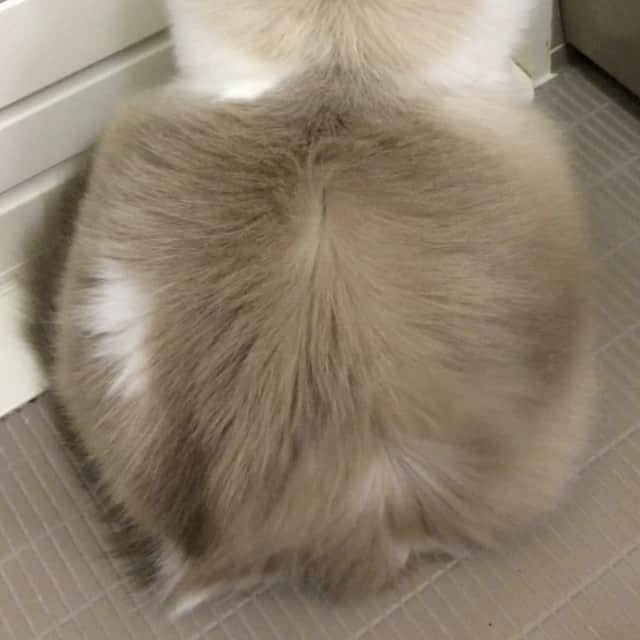 のインスタグラム：「#cat #ragdoll #ragdollcat #neko #ネコ #ねこ #猫 #ラグドール」