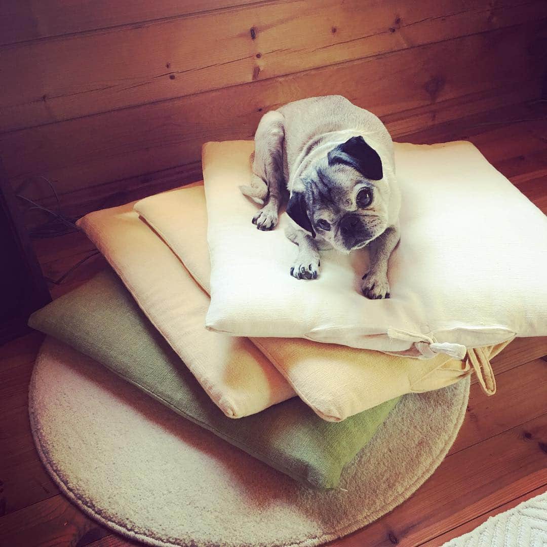 吉野紗香さんのインスタグラム写真 - (吉野紗香Instagram)「マフィン❣️座布団4枚🤣💖✨笑  #マフィン #muffin #パグ #pug #puglove #pugstagram #犬 #dog #座布団 #4枚 #笑点」5月11日 20時46分 - sayakayoshino_official