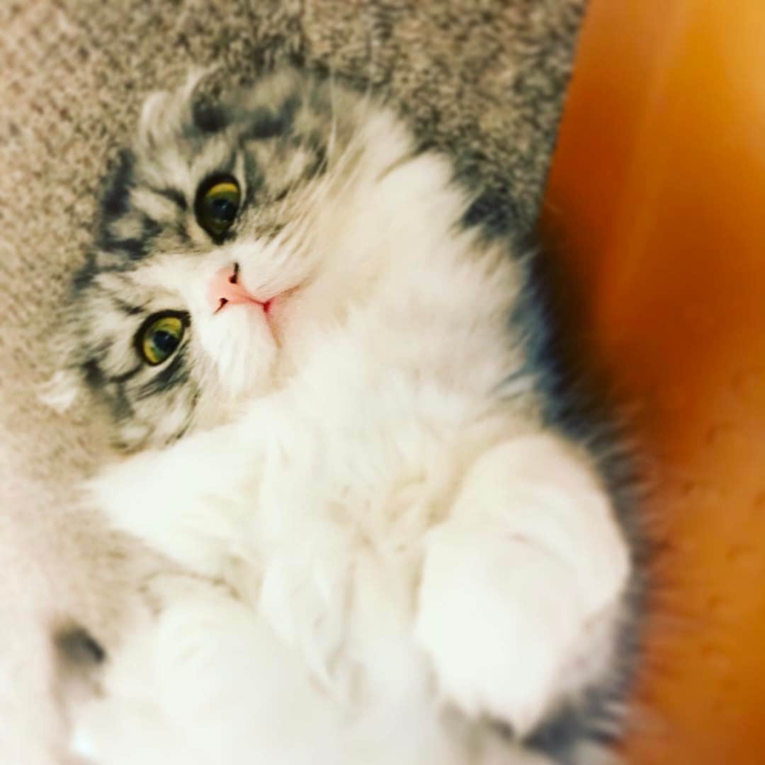 今日マチ子のインスタグラム：「近ごろは毛が抜けまくるネルネさん」