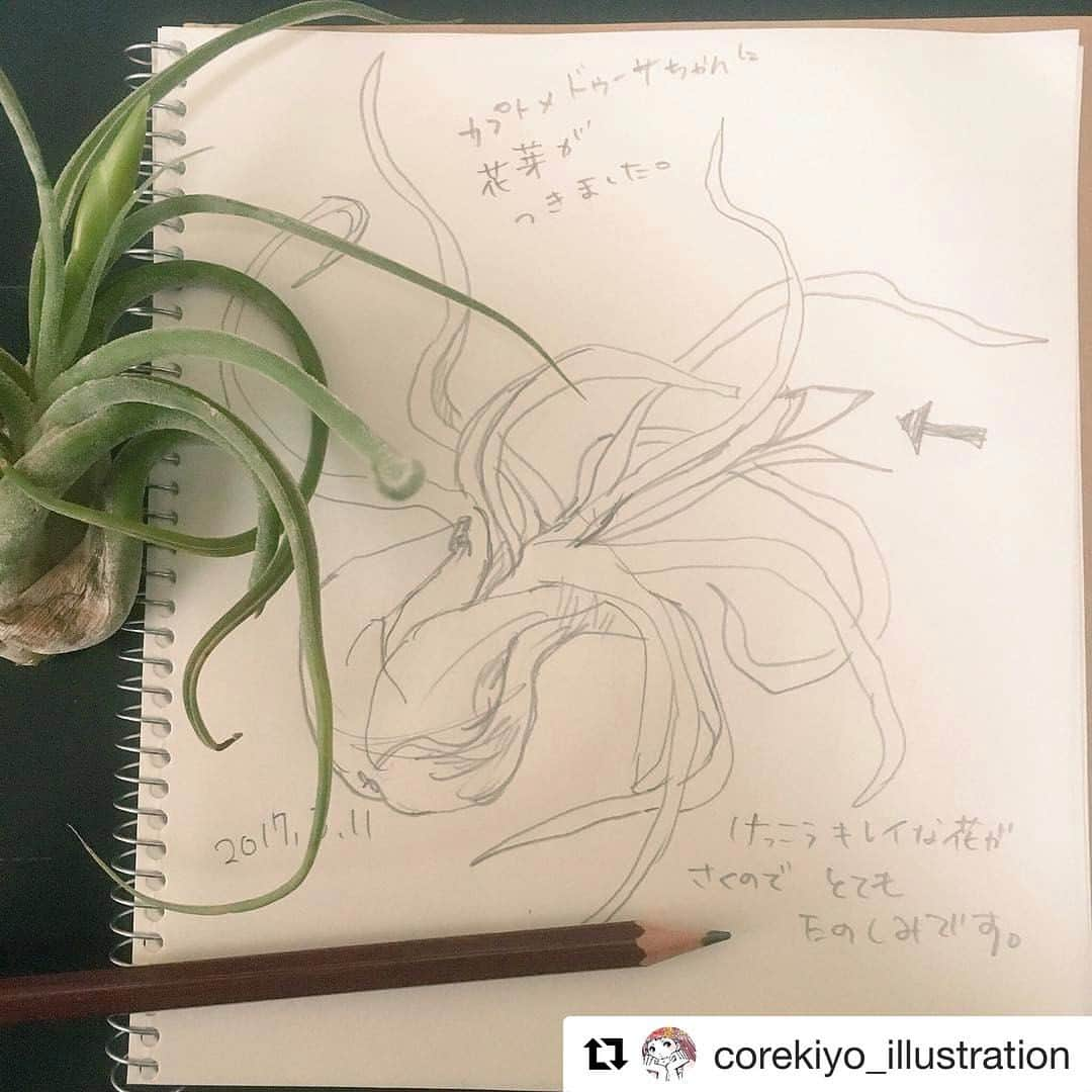 ゆるスケッチさんのインスタグラム写真 - (ゆるスケッチInstagram)「#Repost @corekiyo_illustration with @repostapp ・・・ 花芽がつきました（＾∇＾）楽しみm(^O^)／ #イラスト #イラストレーション#illus #カプトメドゥーサ #エアプランツ#観葉植物#illustration #sketch#スケッチ #ゆるスケッチ本 #ゆるスケッチの本 #ほぼ日 #ほぼ日手帳 「ノート・日記・手帳が楽しくなる ゆるスケッチ」（インプレス）発売中！」5月11日 18時02分 - yuru_sketch